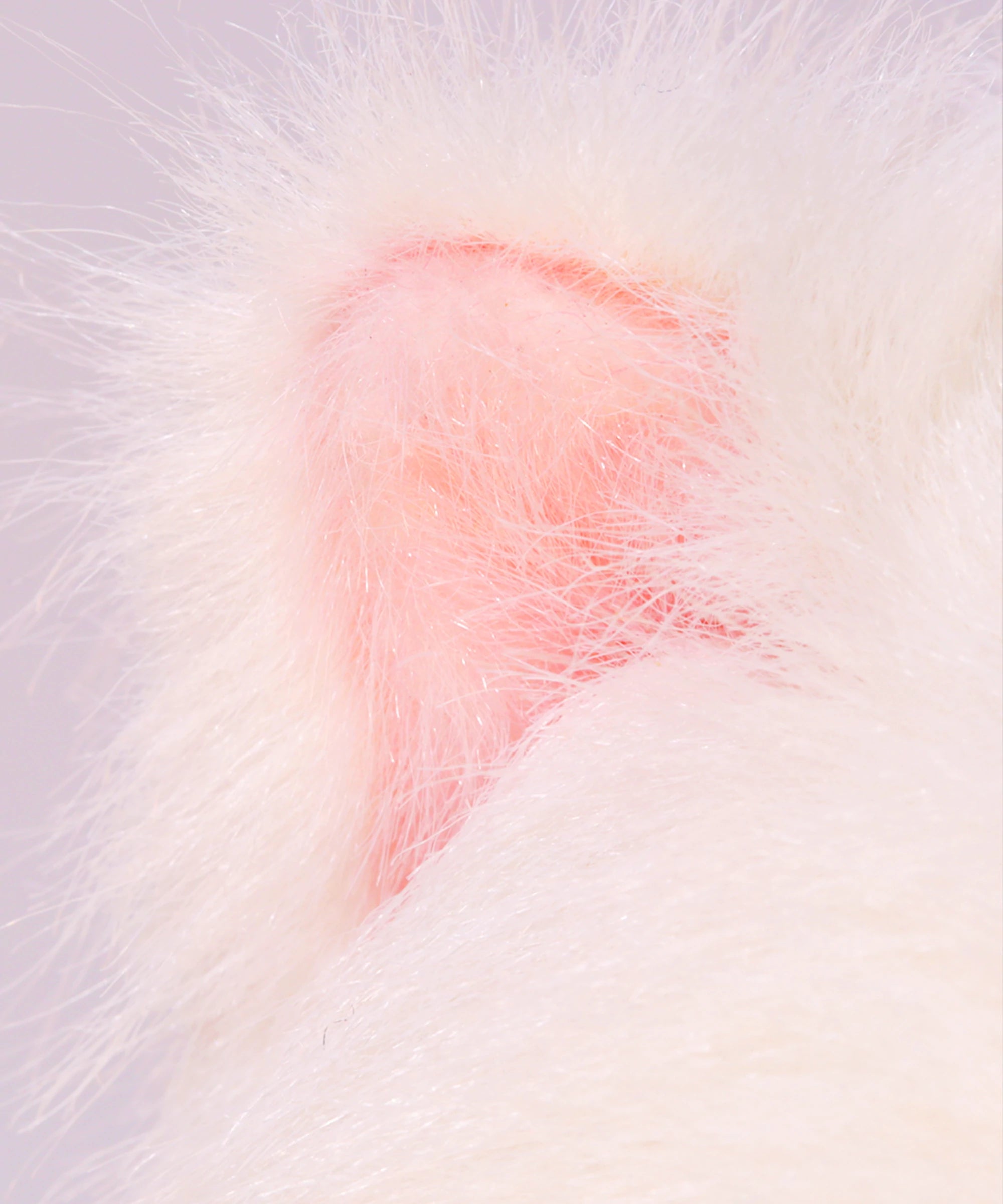 Lina Meow-Daifuku Mochi-S(20cm)