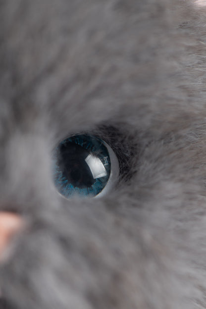 Lina Meow Chartreux Grey(20cm)