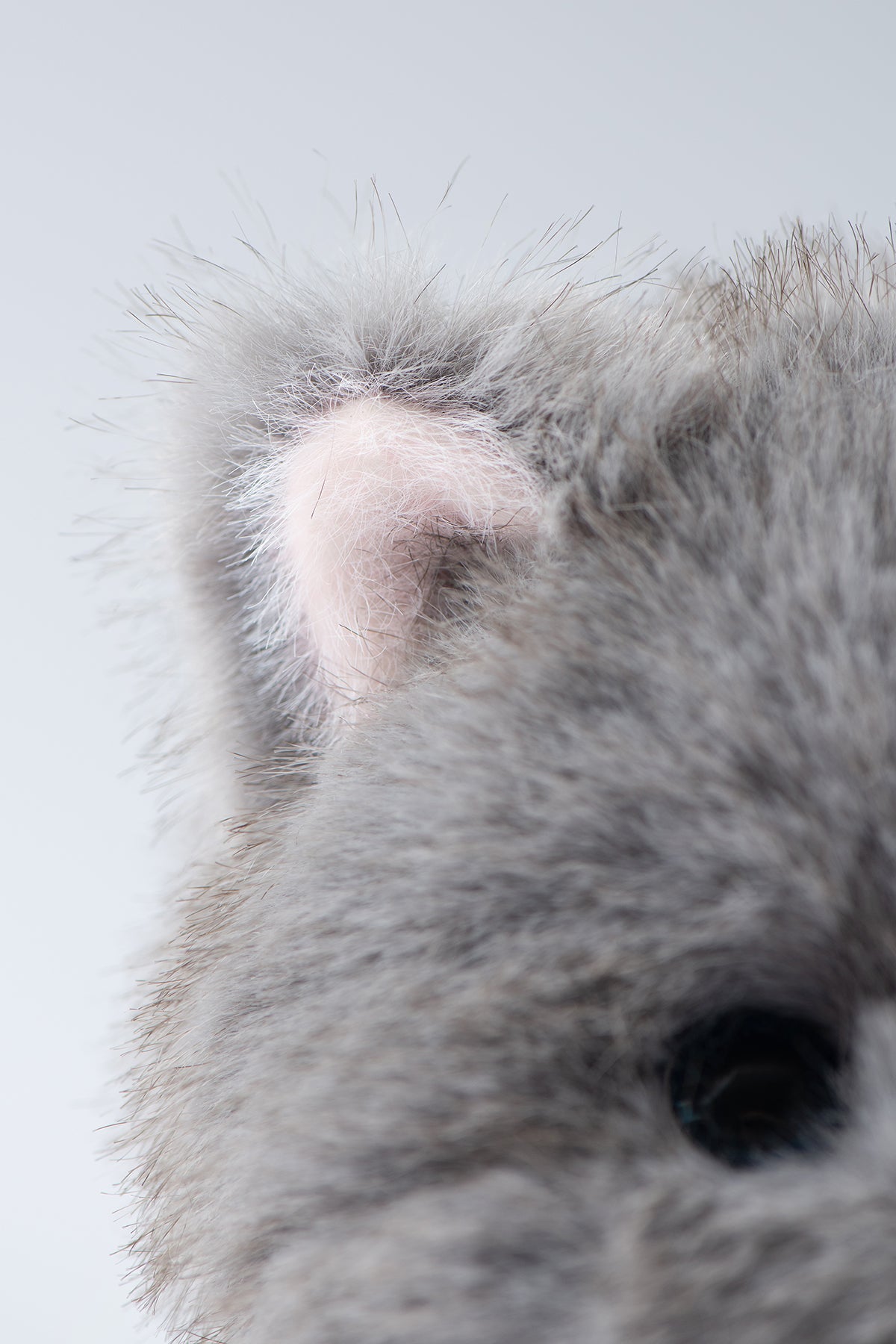 Lina Meow Chartreux Grey(20cm)