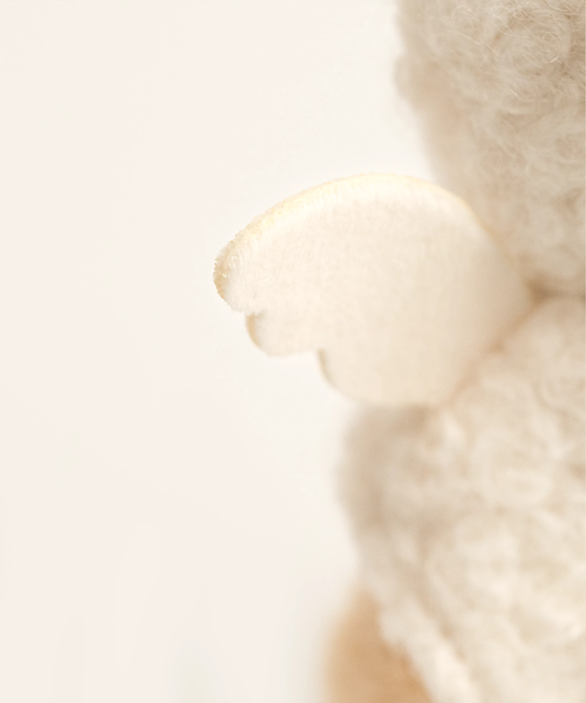 Cos Series-White Angel Cloak-XS(15cm)