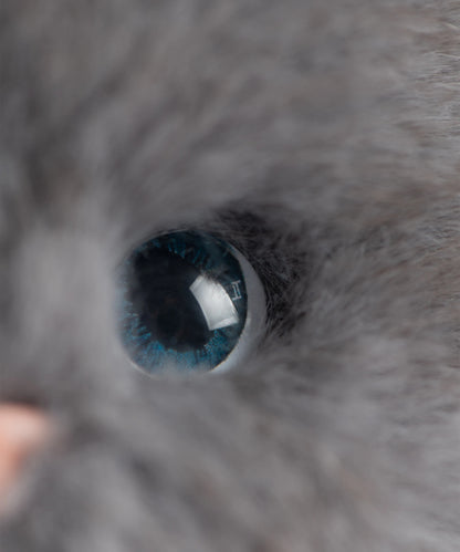 Lina Meow-Chartreux Mochi-S(20cm)